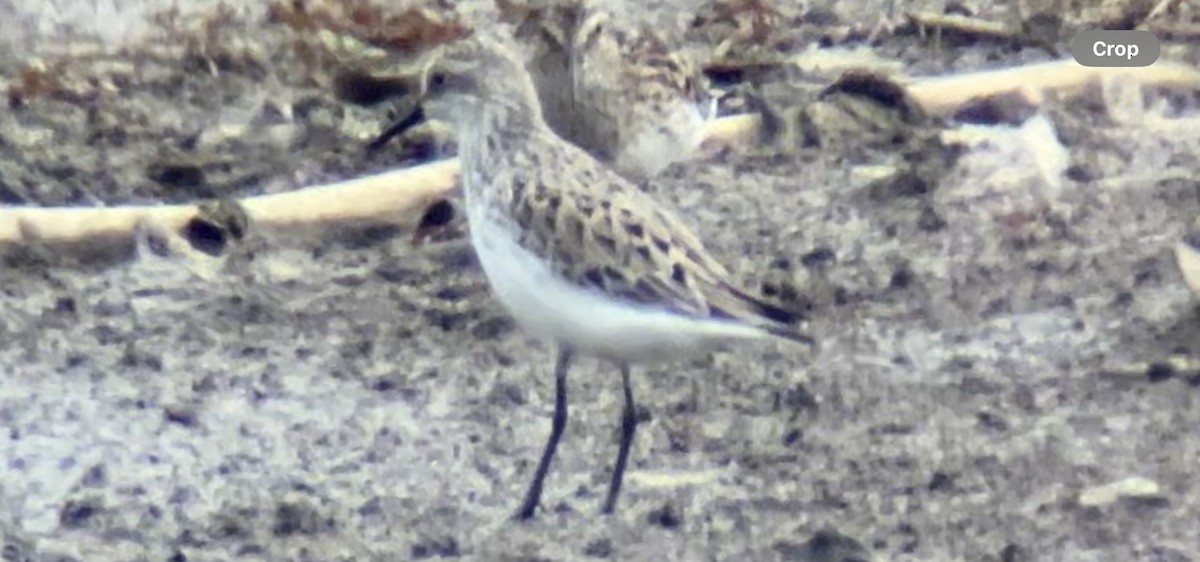 Semipalmated Sandpiper - ML618934266