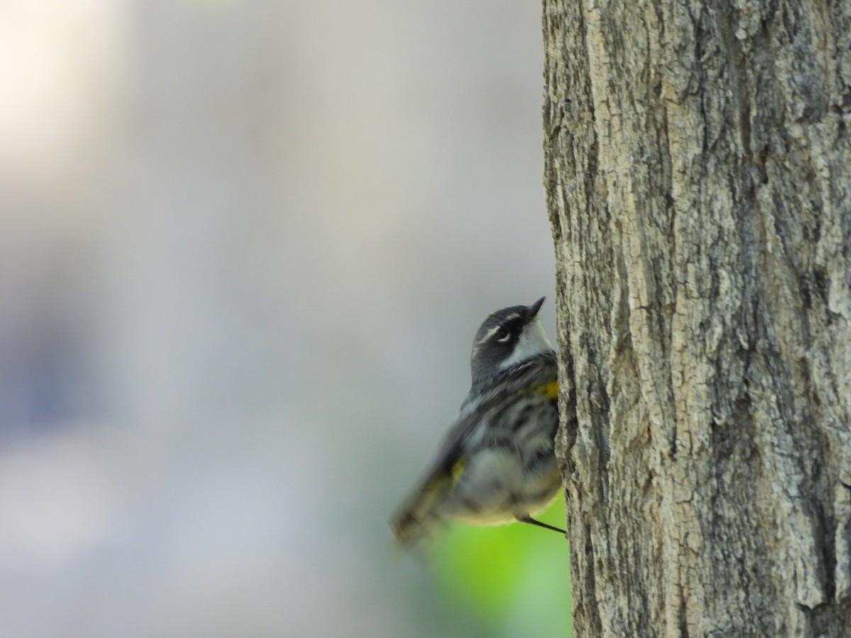 Yellow-rumped Warbler (Myrtle) - ML618934268