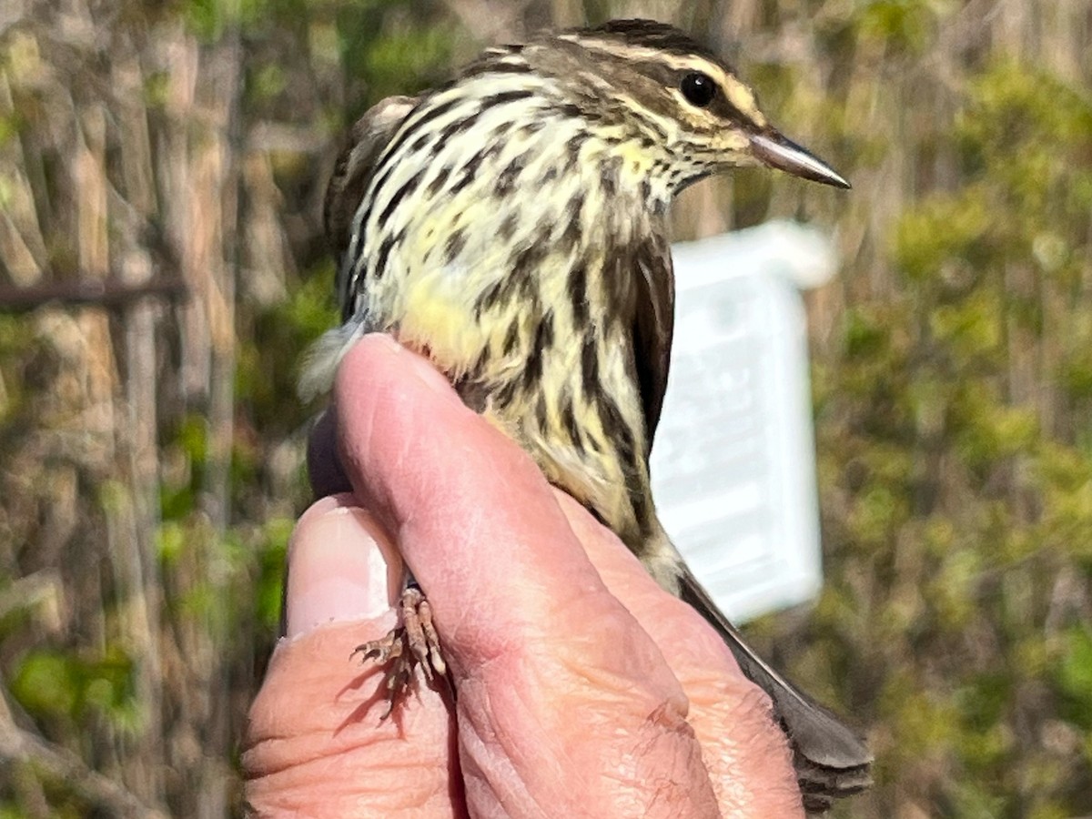 Northern Waterthrush - ML618934274