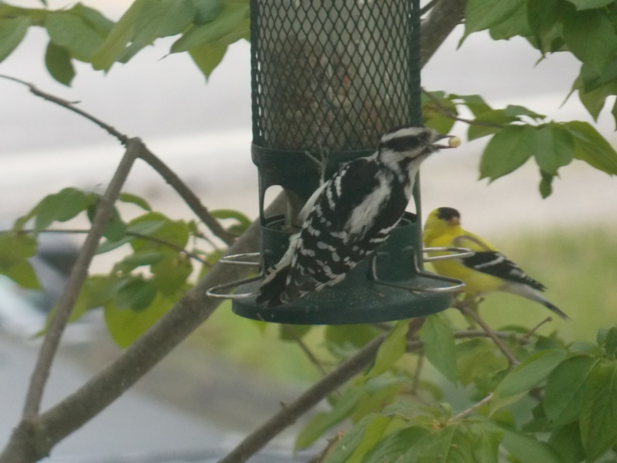 Downy Woodpecker - Glenn Knoblock