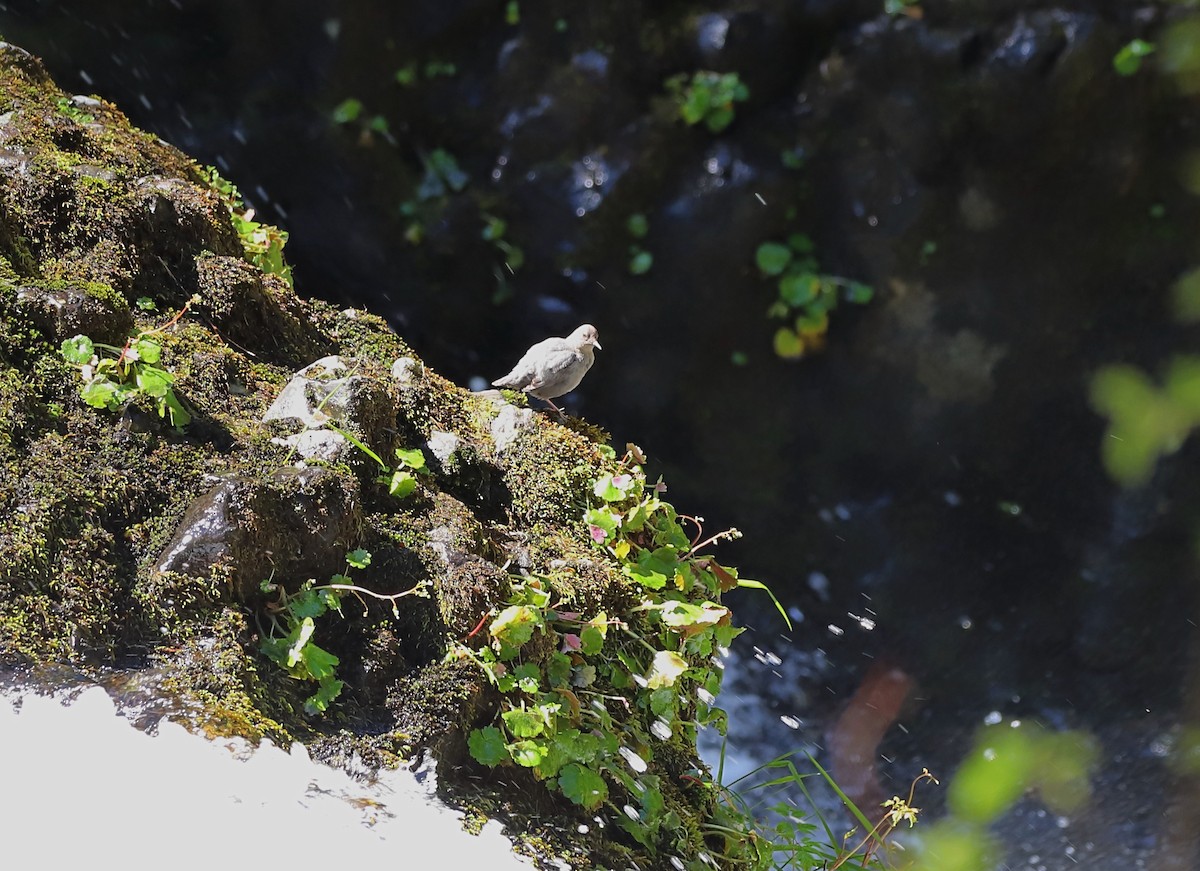 American Dipper - Andrew S. Aldrich