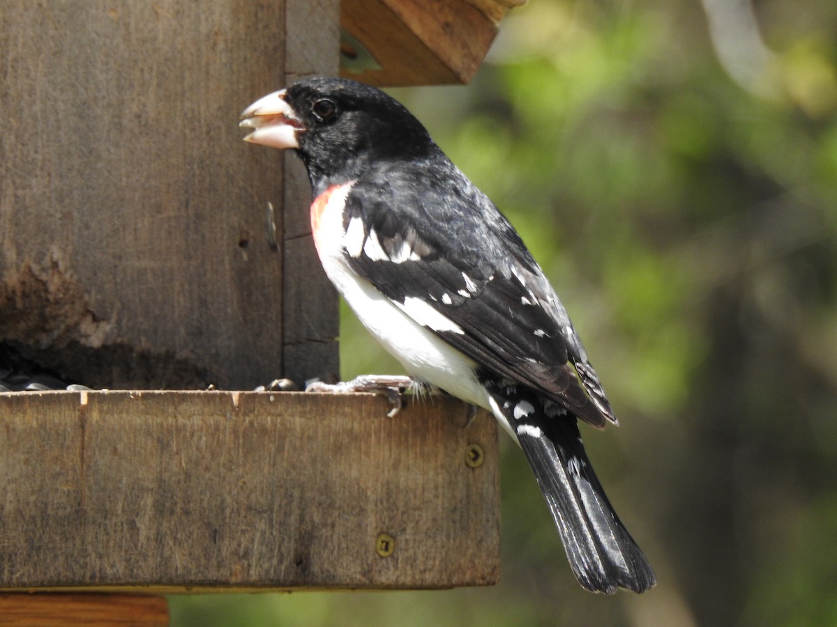 Rose-breasted Grosbeak - ML618934293