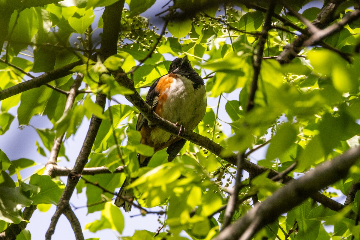 Eastern Towhee - ML618934309