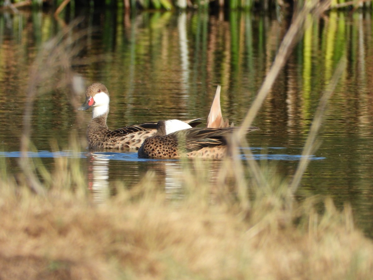 White-cheeked Pintail - ML618934310