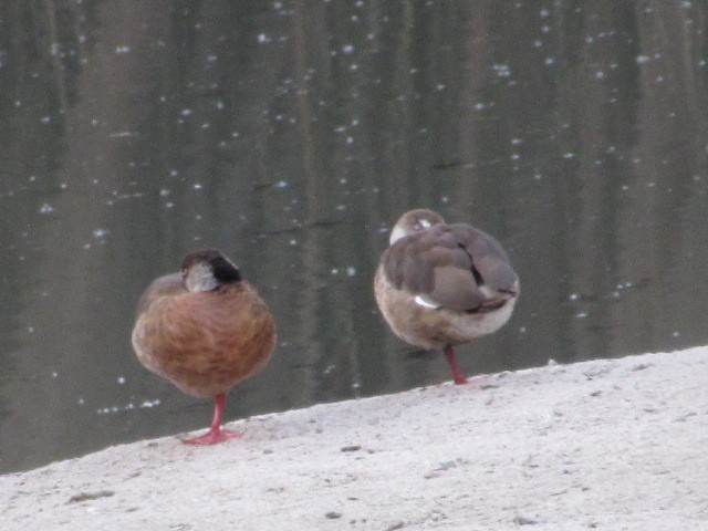 Brazilian Teal - Hugo Rodriguez