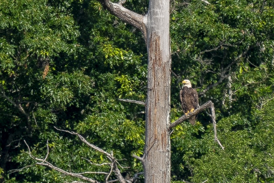 Bald Eagle - Slawomir Dabrowski