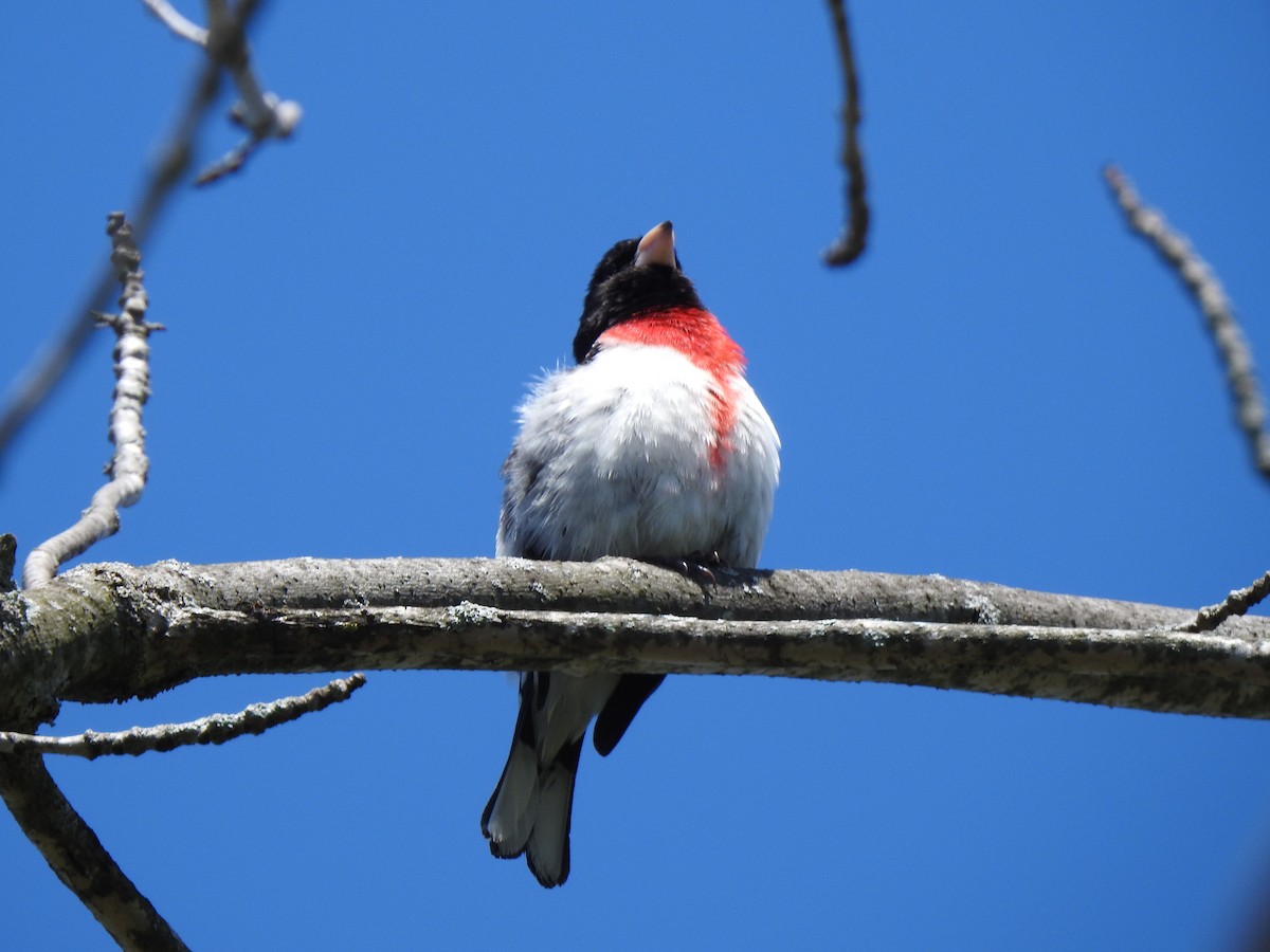 Rose-breasted Grosbeak - ML618934323