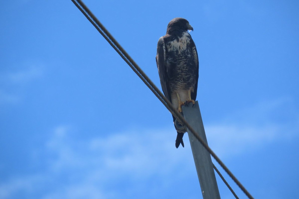 White-tailed Hawk - Milena Vargas