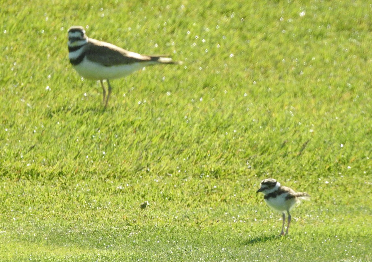 Killdeer - Matt Kalwasinski