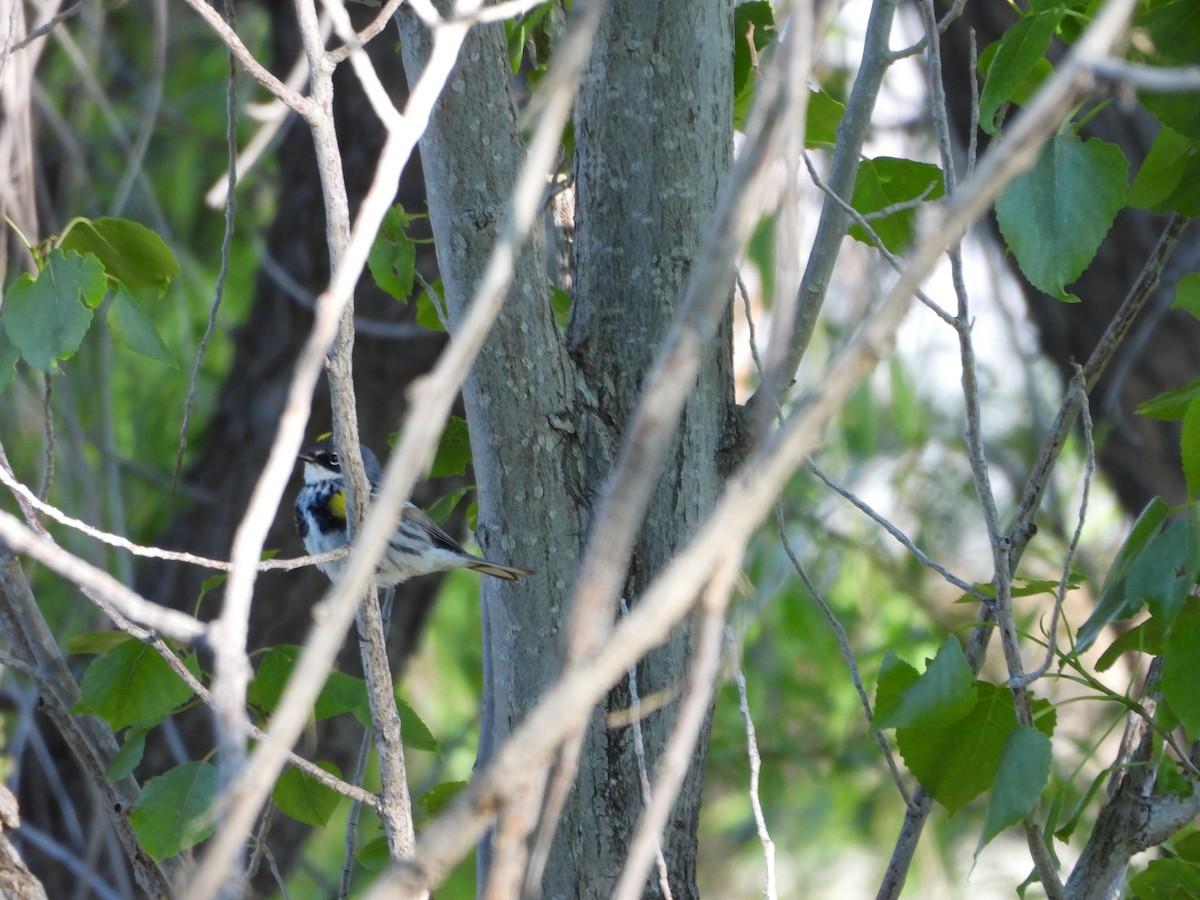 Yellow-rumped Warbler (Myrtle) - ML618934337