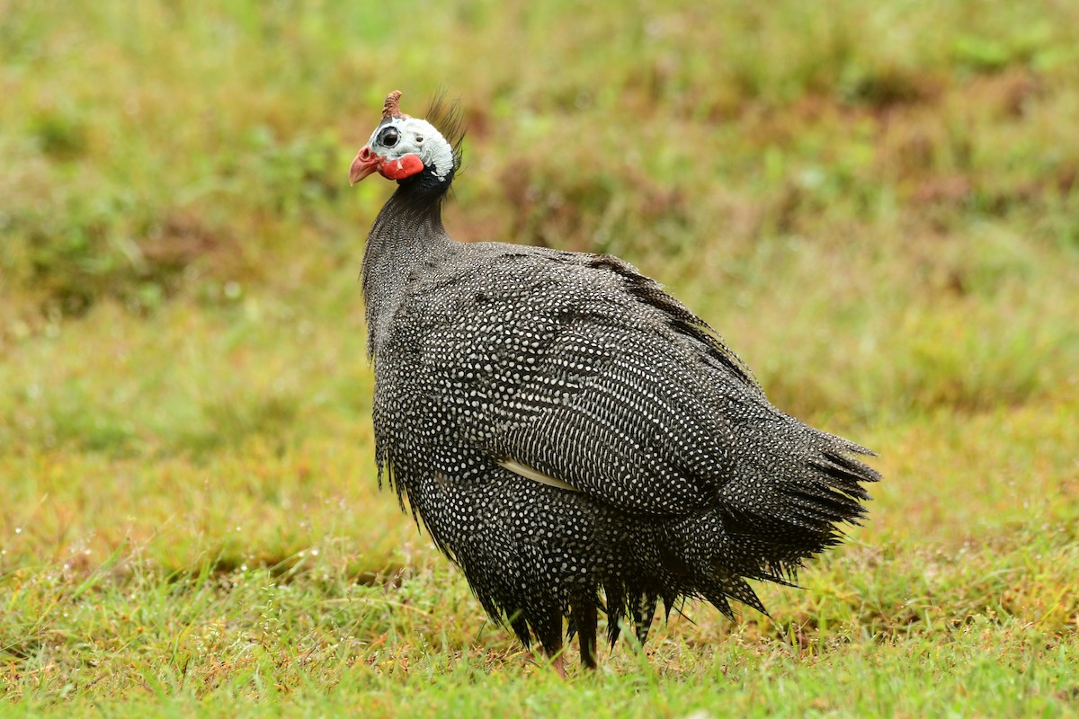 Helmeted Guineafowl (Domestic type) - ML618934339