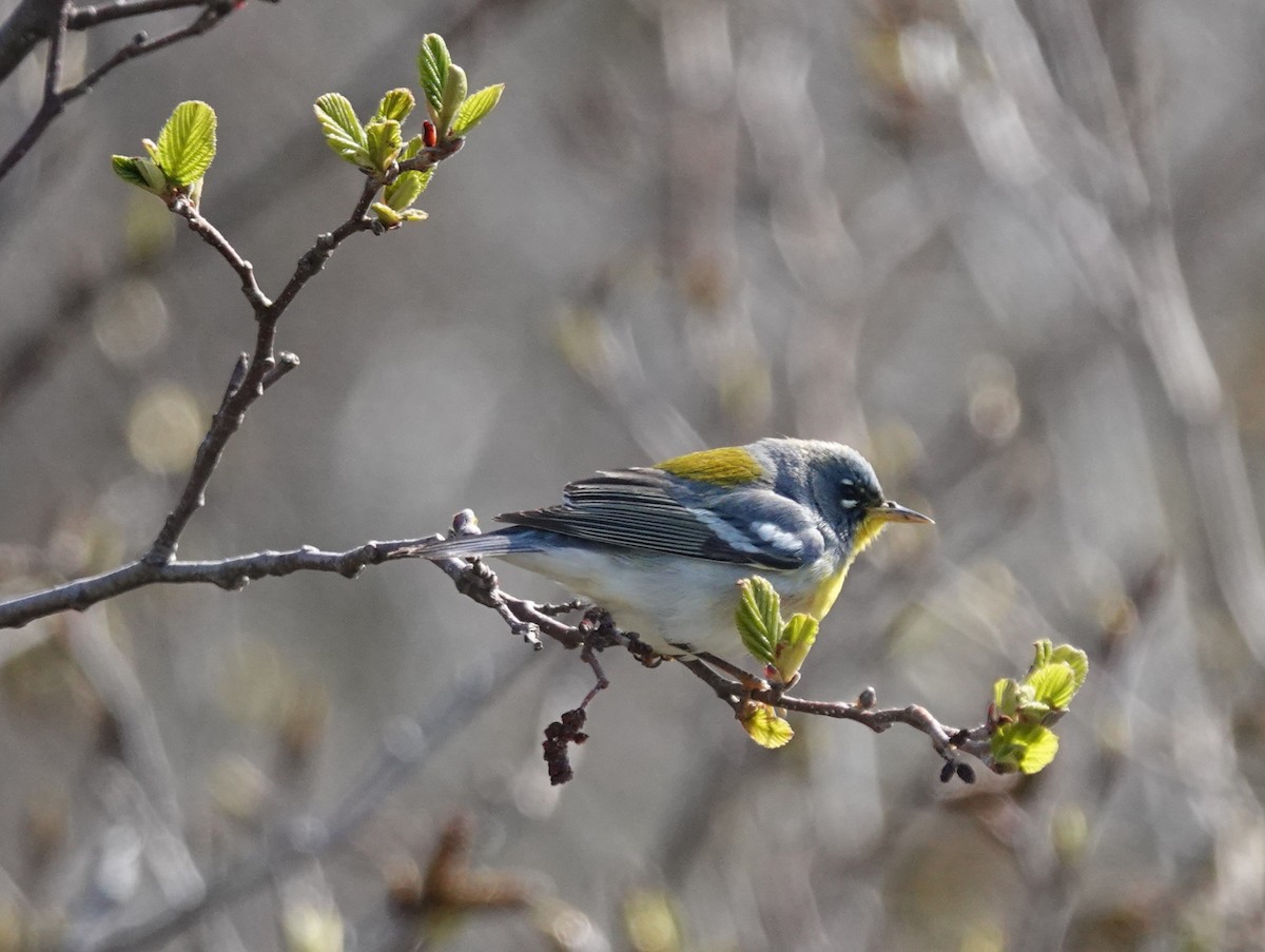 Northern Parula - Stacey Keefer