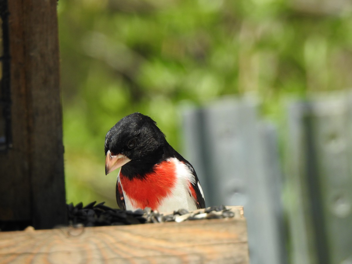 Rose-breasted Grosbeak - ML618934353