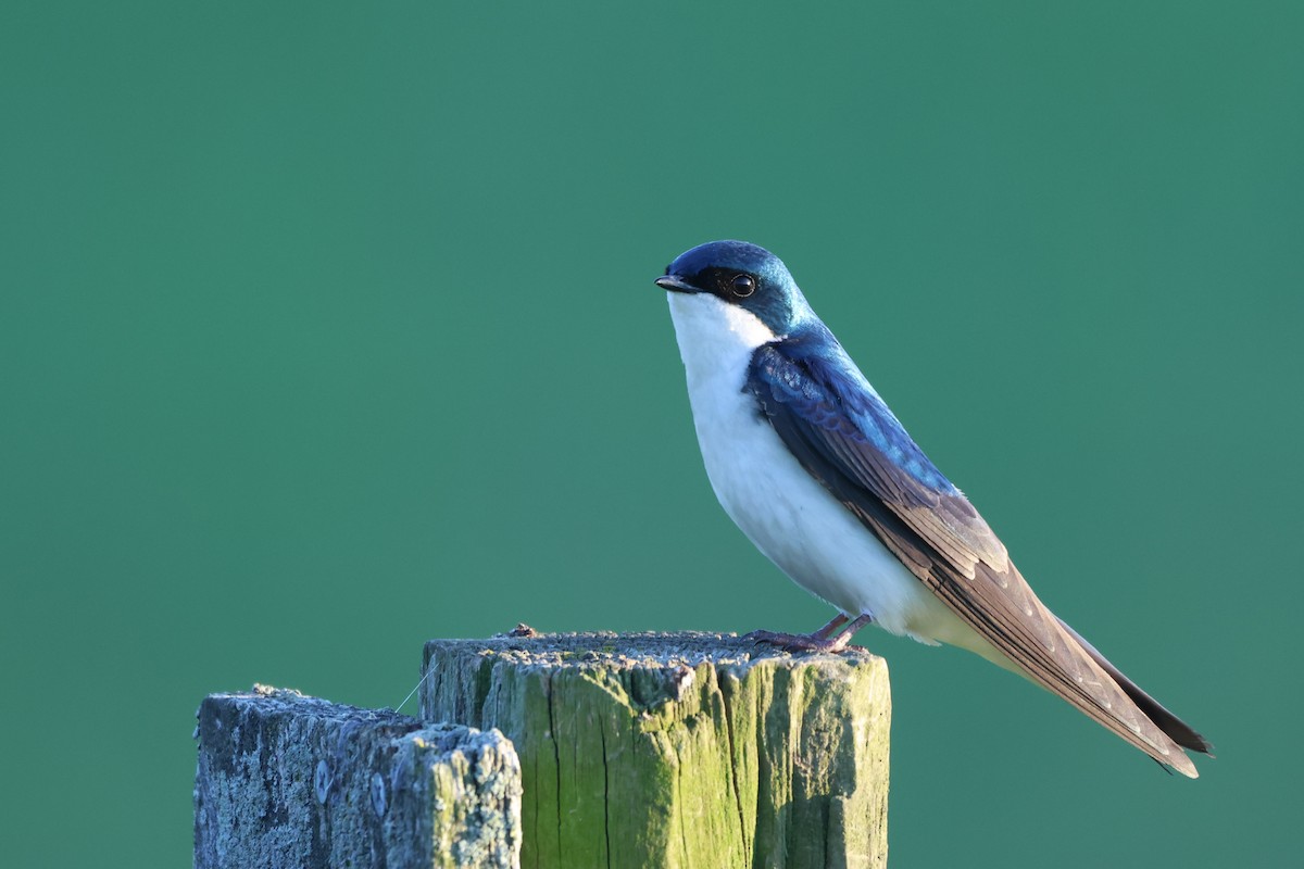 Tree Swallow - Andy Dettling