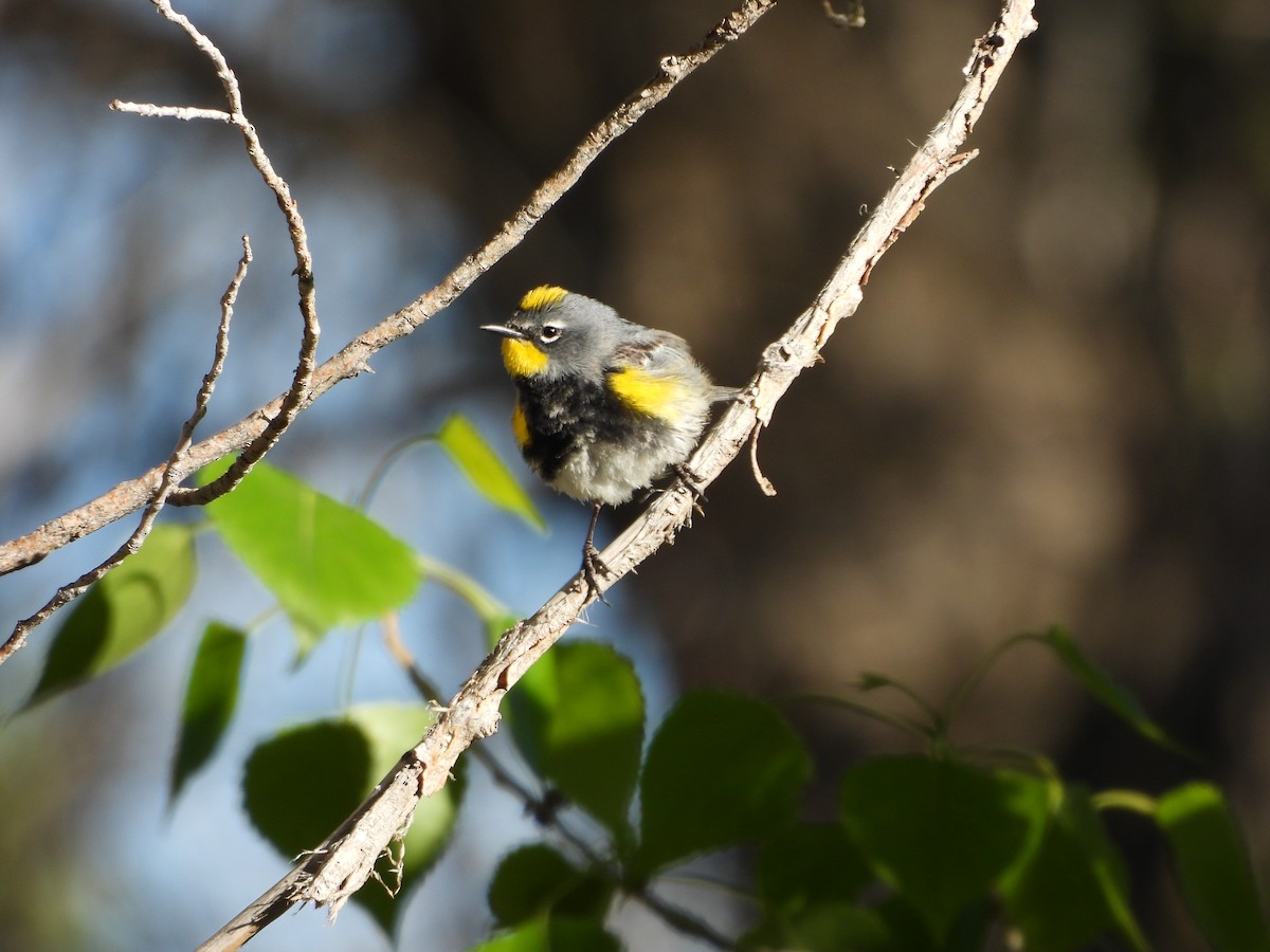 Yellow-rumped Warbler (Audubon's) - ML618934380