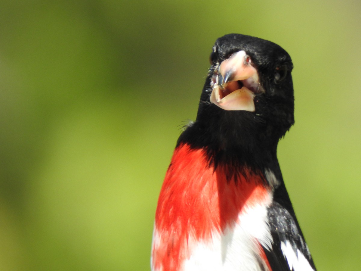 Rose-breasted Grosbeak - ML618934382