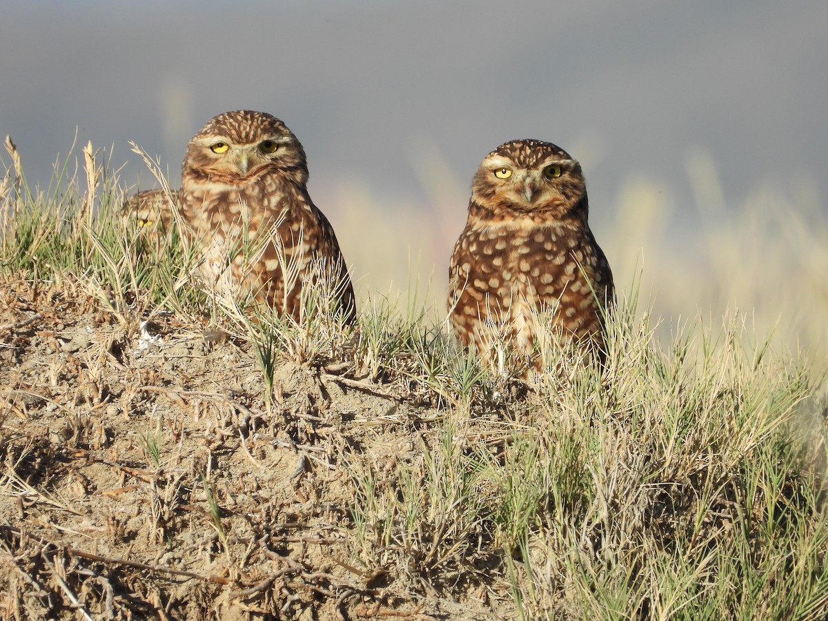 Burrowing Owl - ML618934388