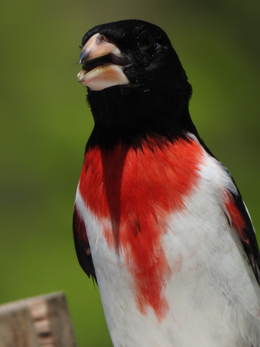 Rose-breasted Grosbeak - ML618934392