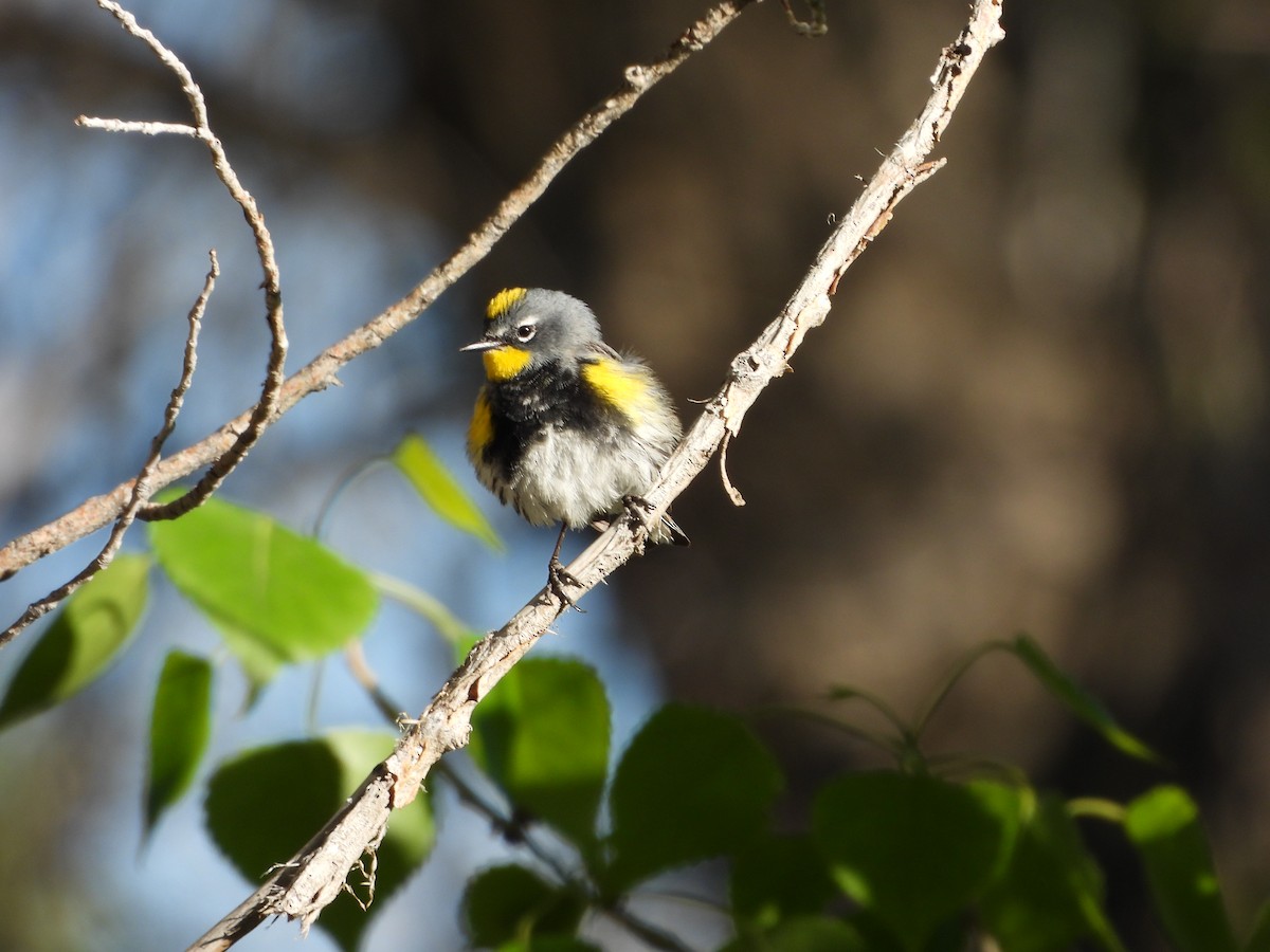 Yellow-rumped Warbler (Audubon's) - ML618934394