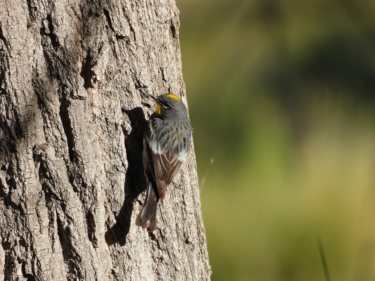 Yellow-rumped Warbler (Audubon's) - ML618934399