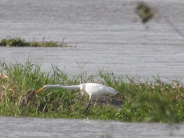 Great Egret - Hugo Rodriguez