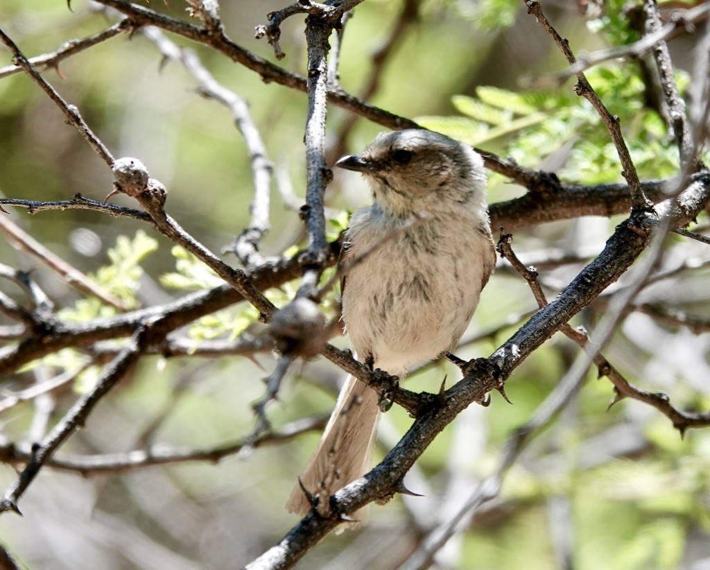 Bushtit (Interior) - Rick Taylor