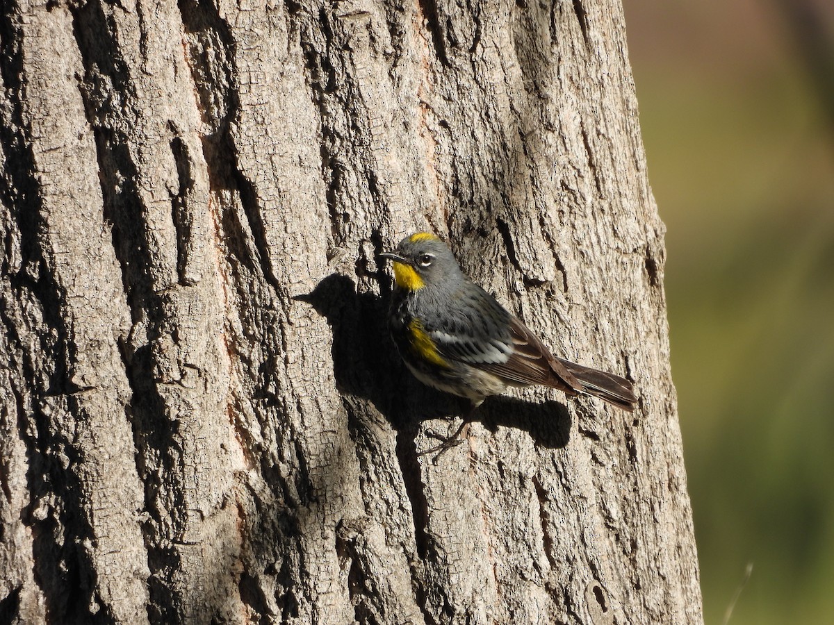 Yellow-rumped Warbler (Audubon's) - ML618934411