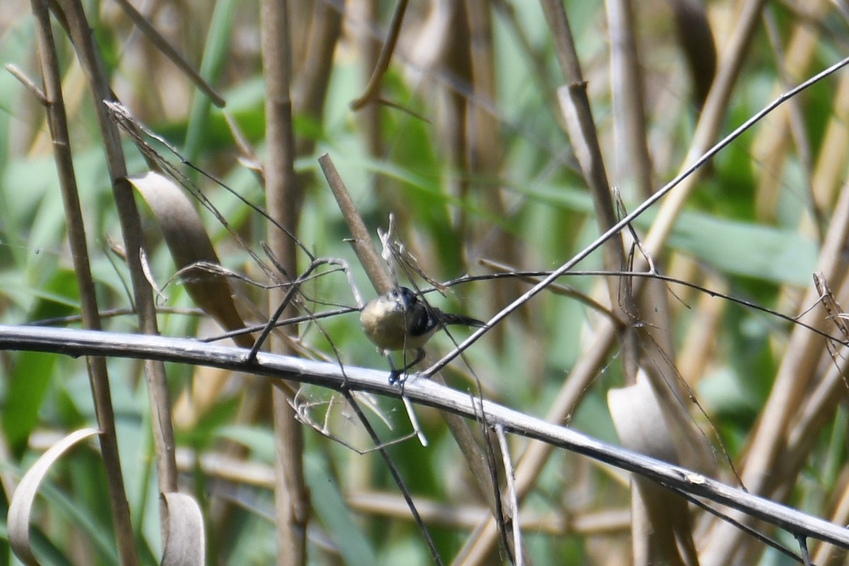 Morelet's Seedeater - Colin Dillingham