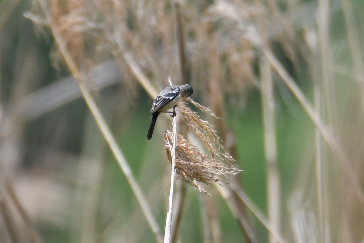 Morelet's Seedeater - Colin Dillingham