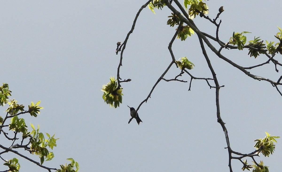 Ruby-throated Hummingbird - Cristina Hartshorn