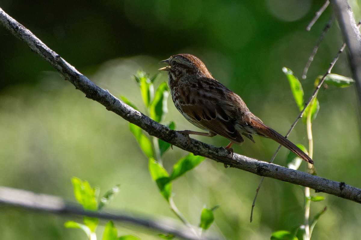 Song Sparrow - Phil Kahler