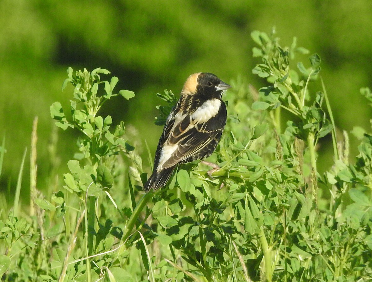 Bobolink - ML618934424