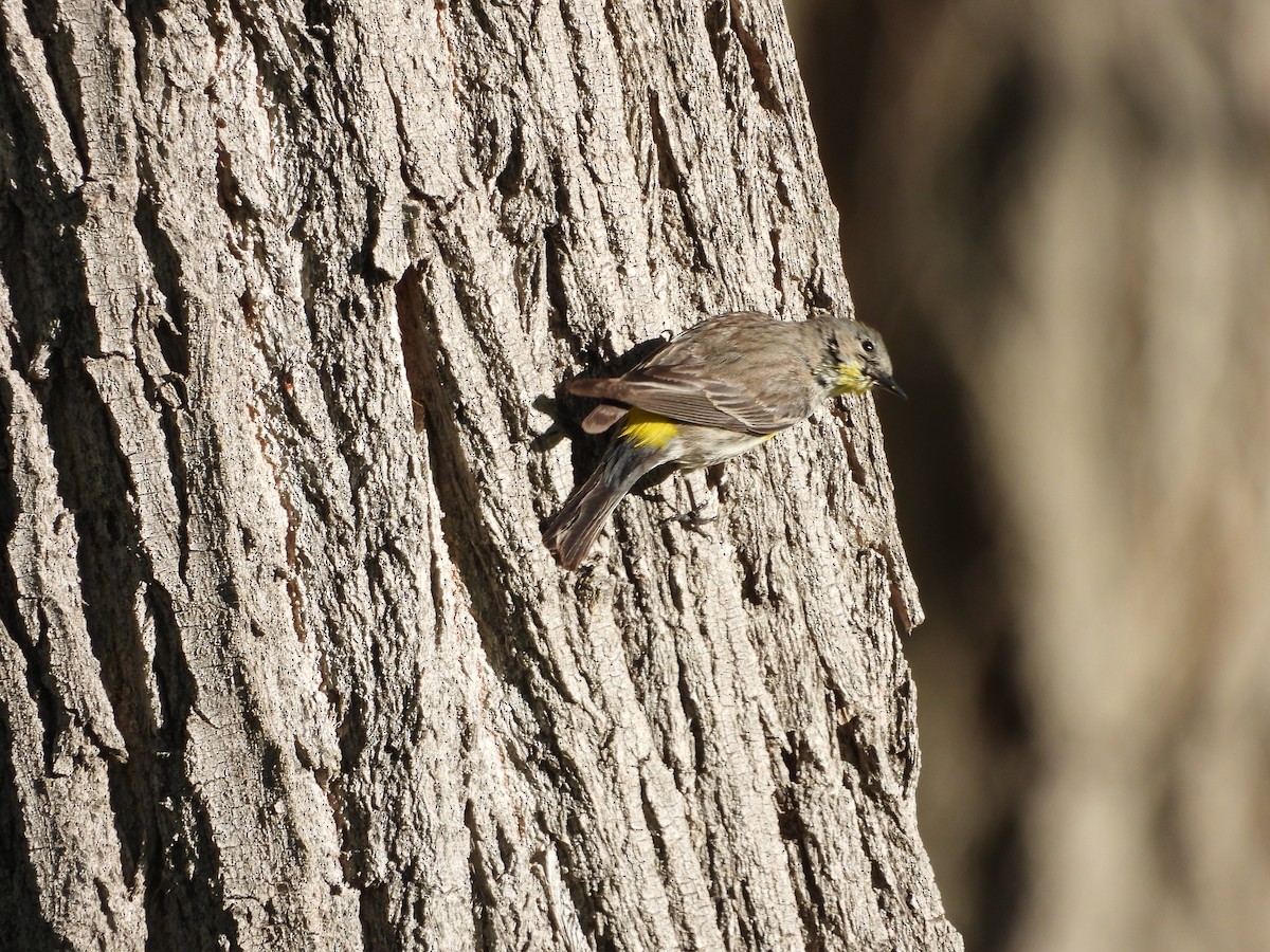 Yellow-rumped Warbler (Audubon's) - ML618934443