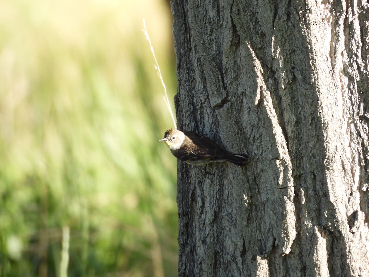 Yellow-rumped Warbler (Audubon's) - ML618934445