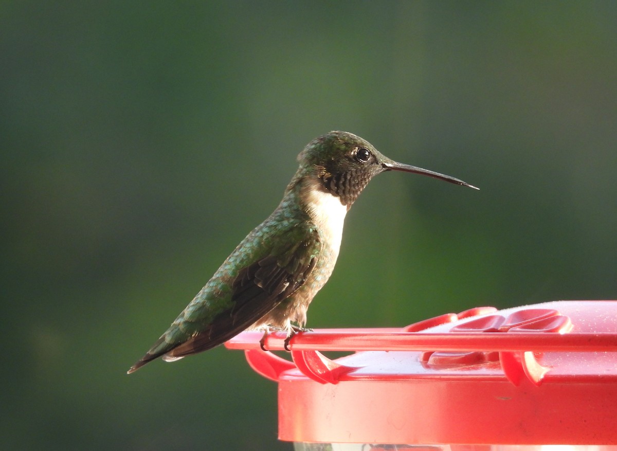 Colibri à gorge rubis - ML618934451