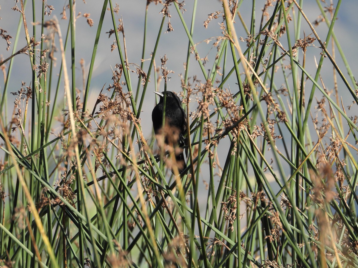 Yellow-winged Blackbird - ML618934456