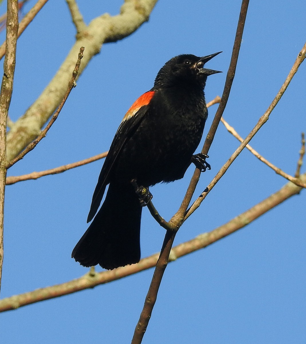 Red-winged Blackbird - ML618934459
