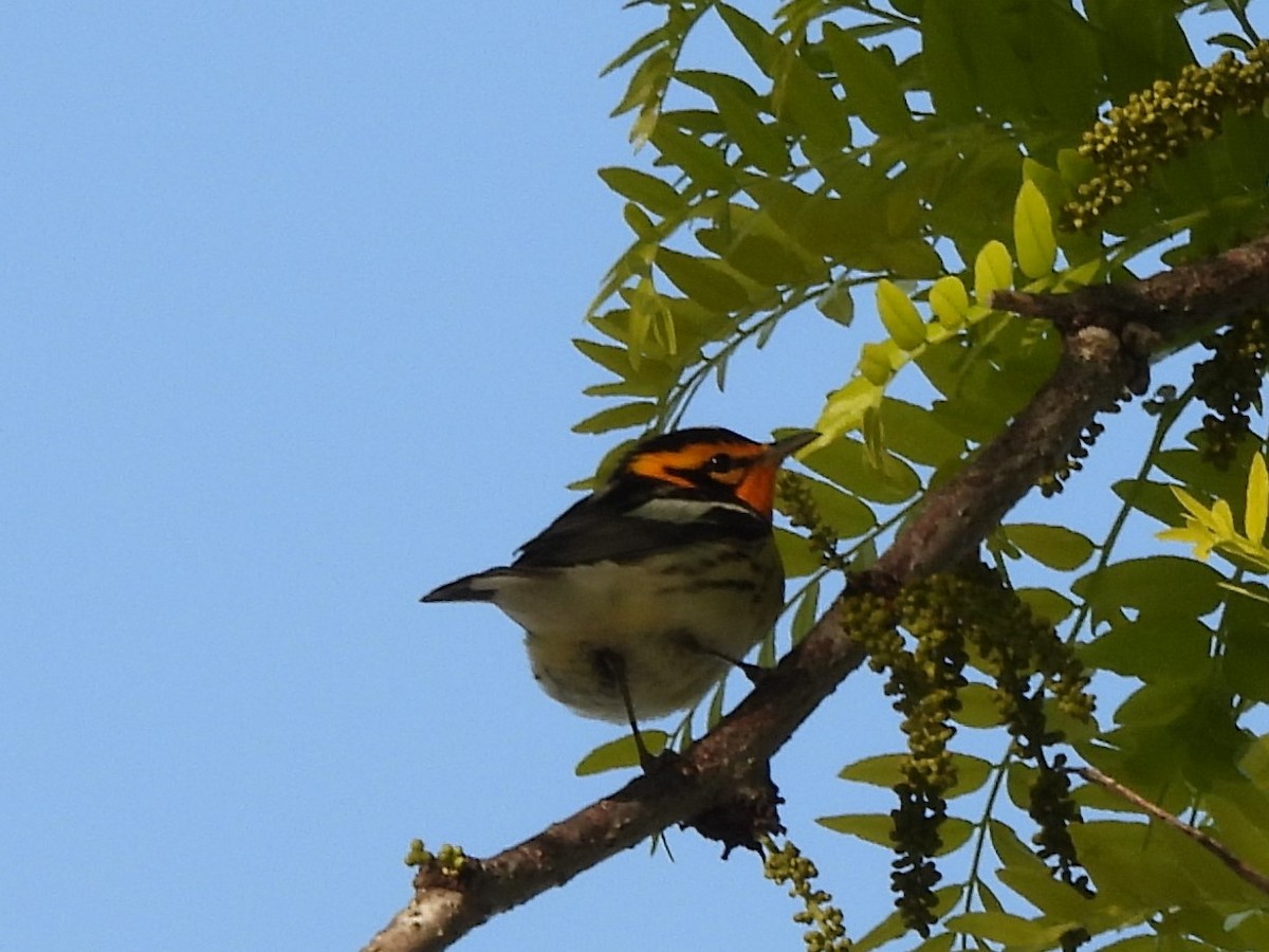 Blackburnian Warbler - James Jarosz