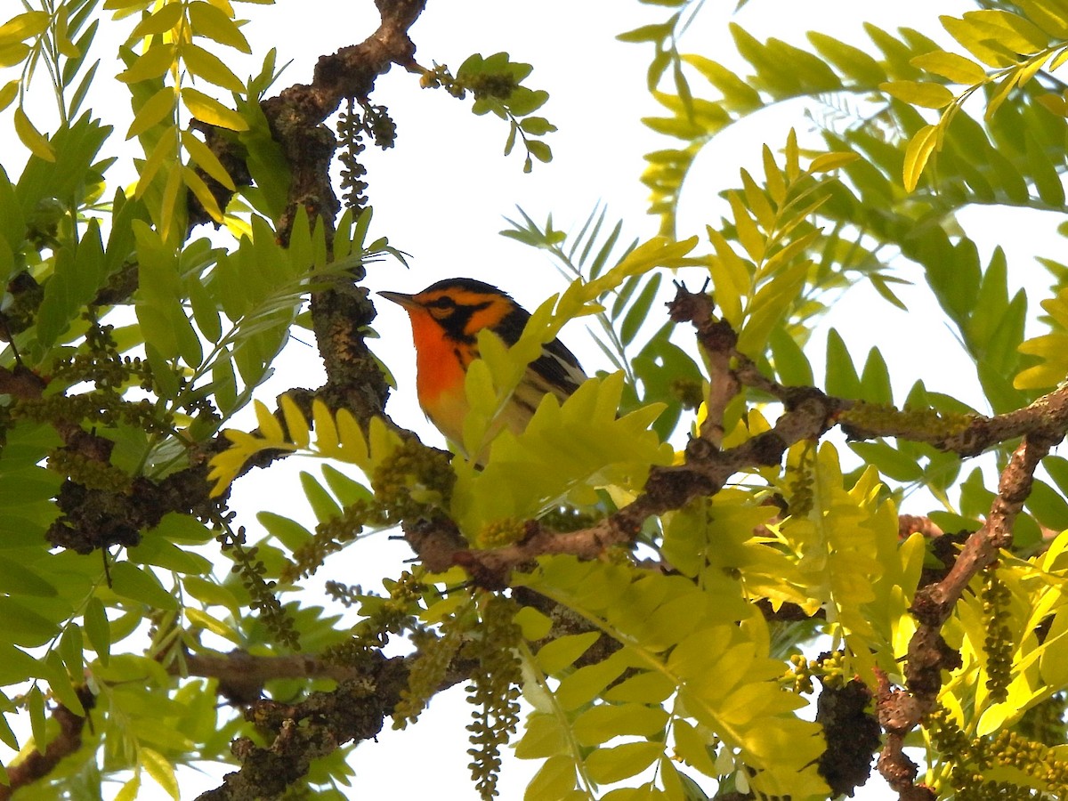 Blackburnian Warbler - James Jarosz