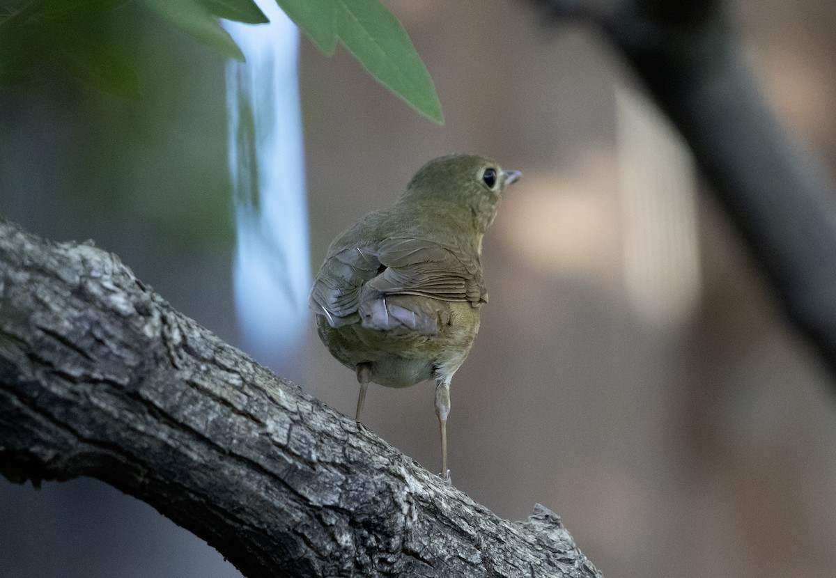 Swainson's Thrush (Russet-backed) - Rene Reyes