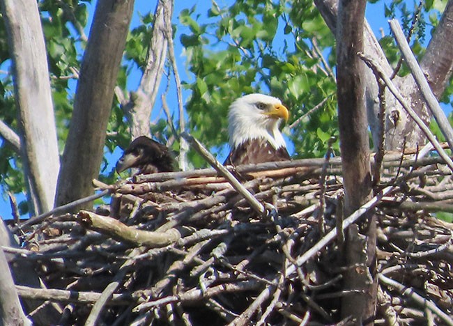 Bald Eagle - Nancy Anderson