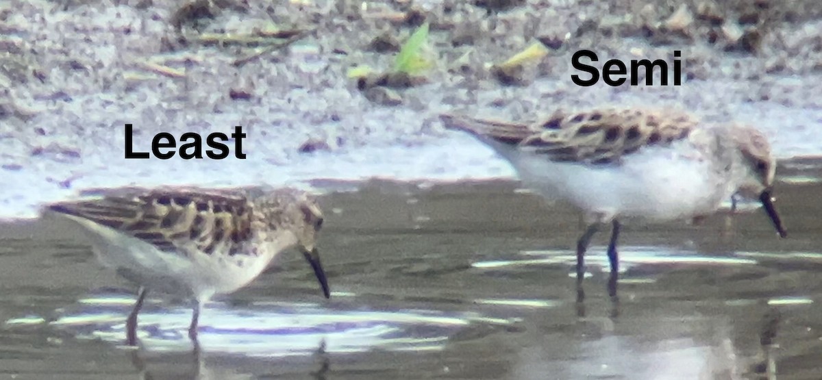 Least Sandpiper - ML618934521