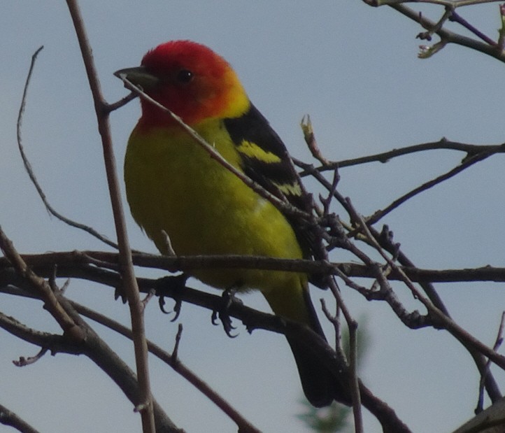 Western Tanager - Julie Luetzelschwab