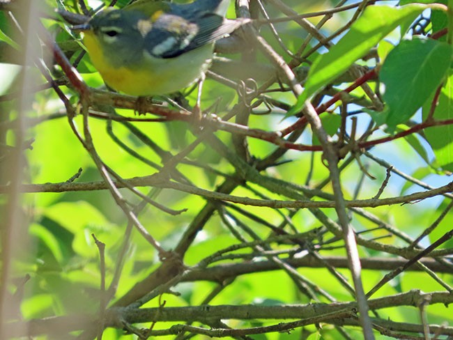 Northern Parula - Nancy Anderson