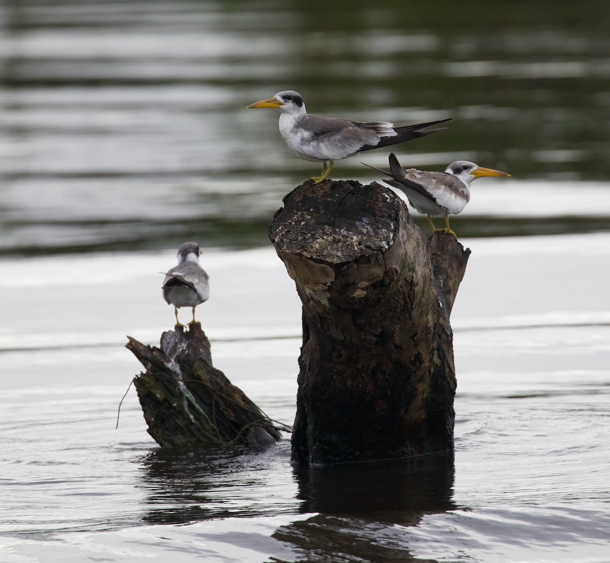 Large-billed Tern - David Ascanio