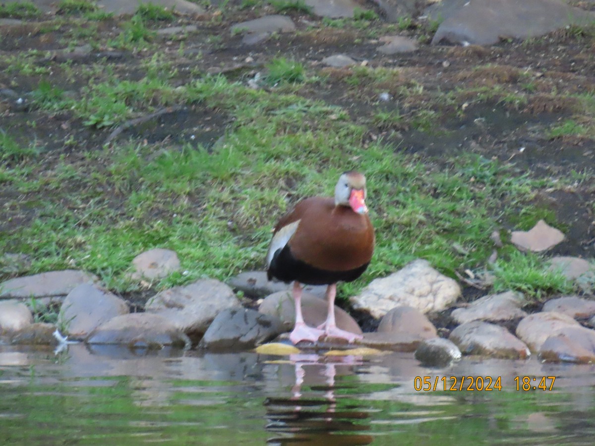 Black-bellied Whistling-Duck - Ed Wallace
