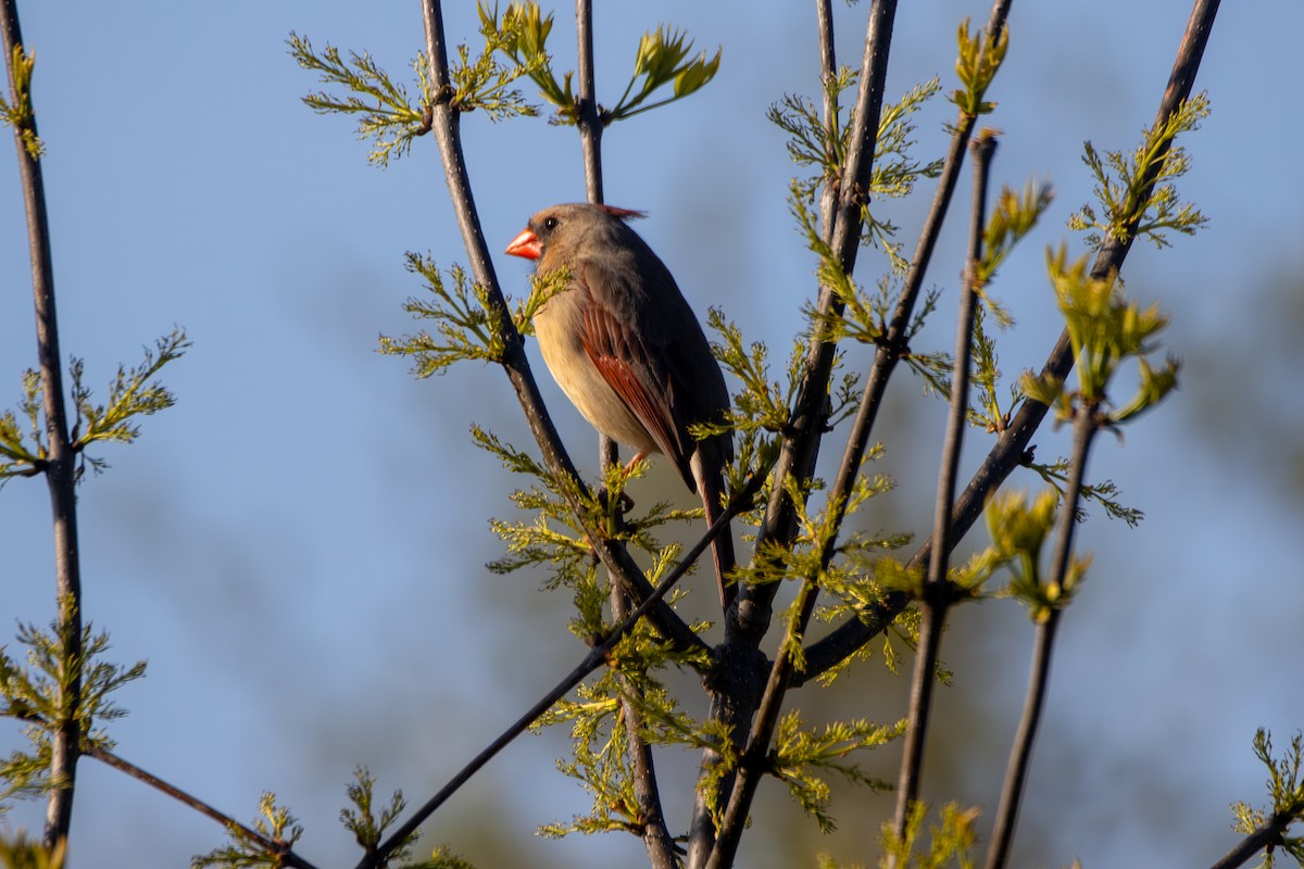 Northern Cardinal - Peter Hinow