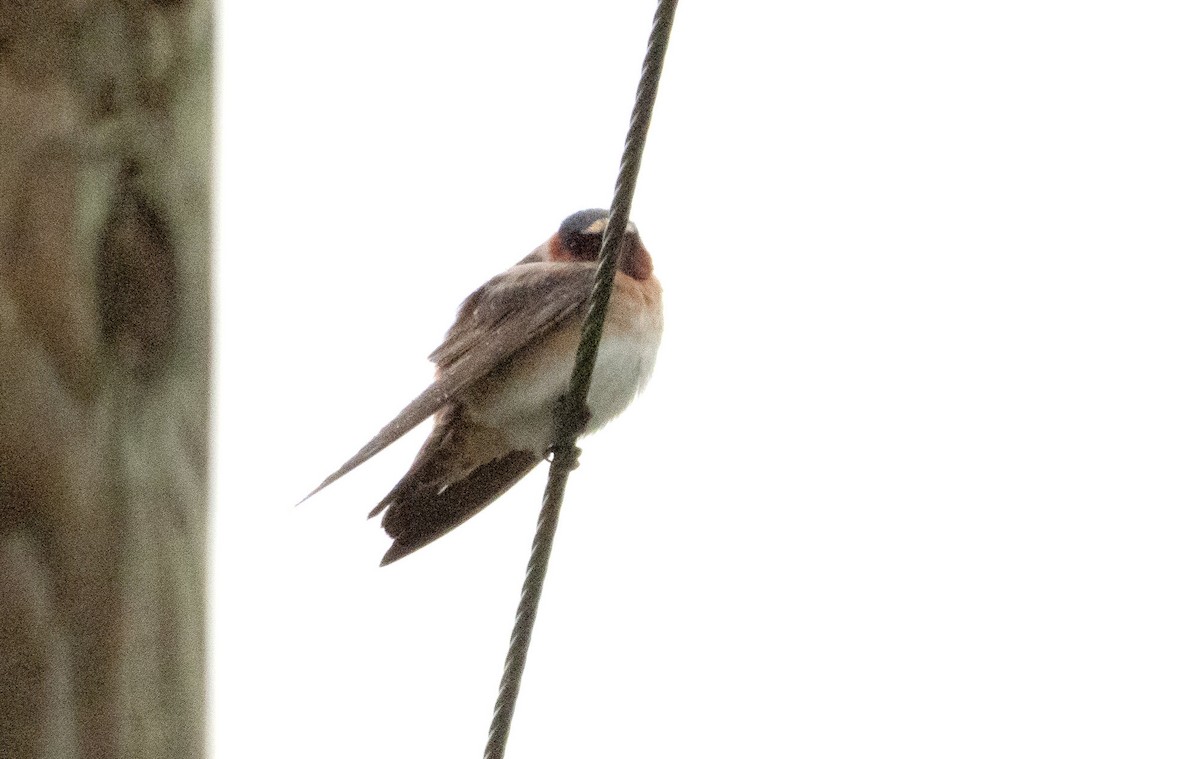 Cliff Swallow - ML618934556