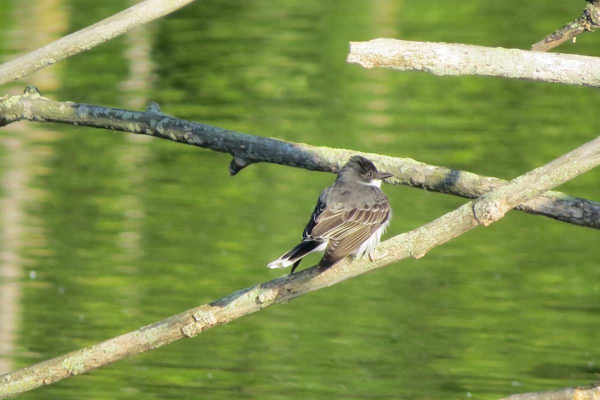 Eastern Kingbird - ML618934558