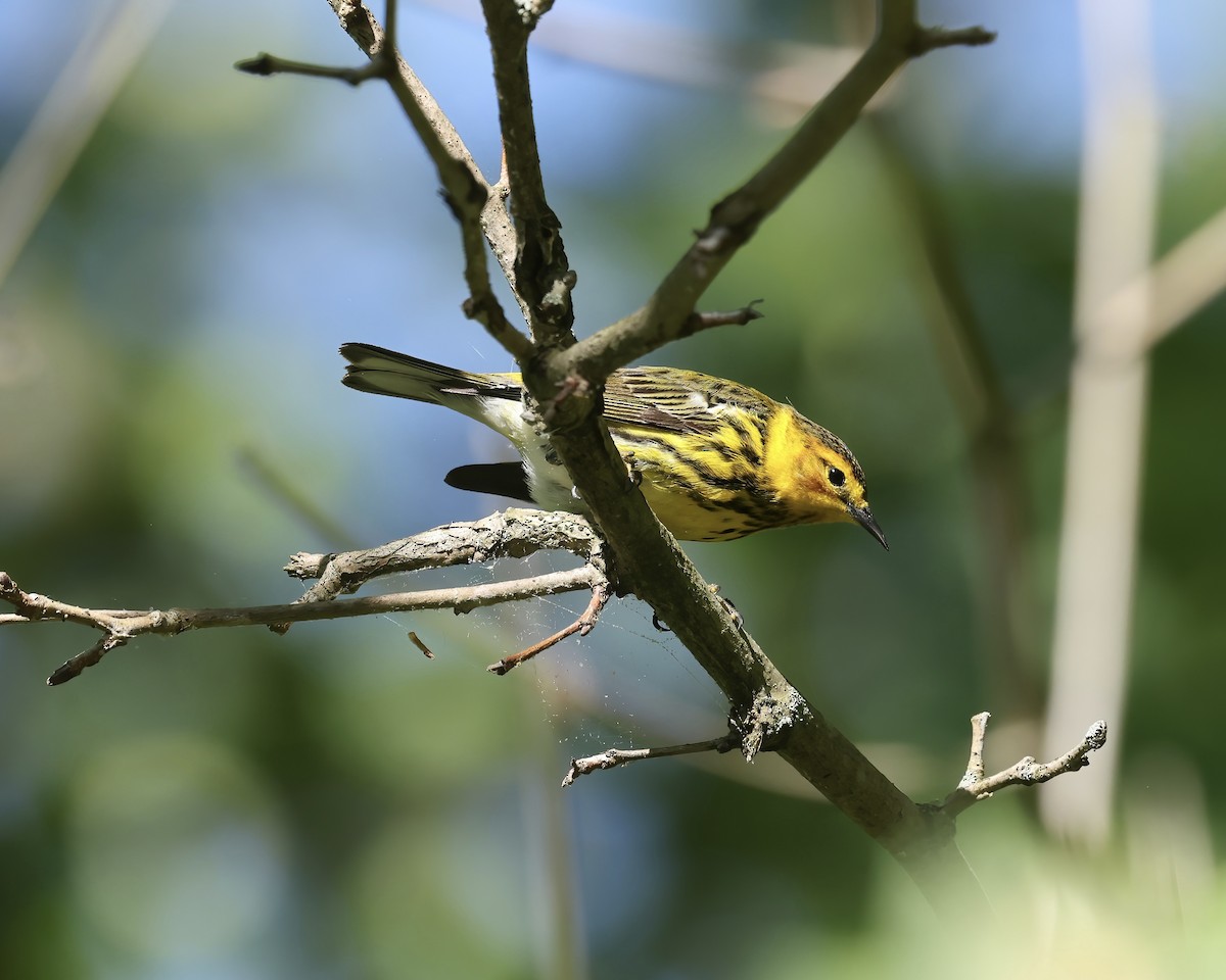 Cape May Warbler - ML618934570